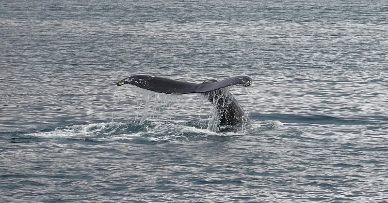 Où observer les baleines en Islande : les meilleurs spots dévoilés