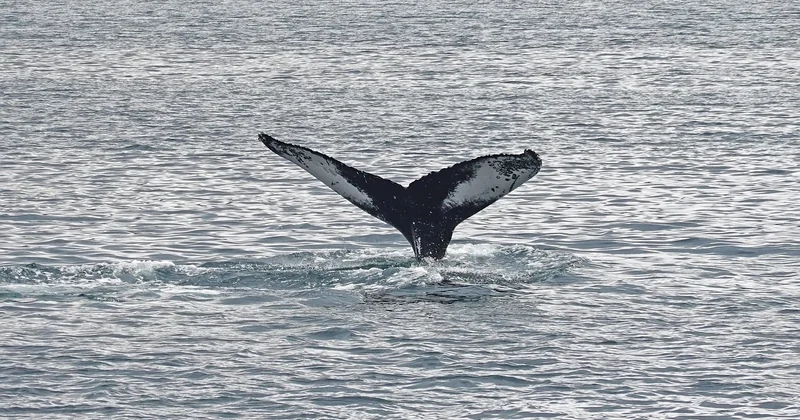 Quelle est la meilleure heure pour voir les baleines ?